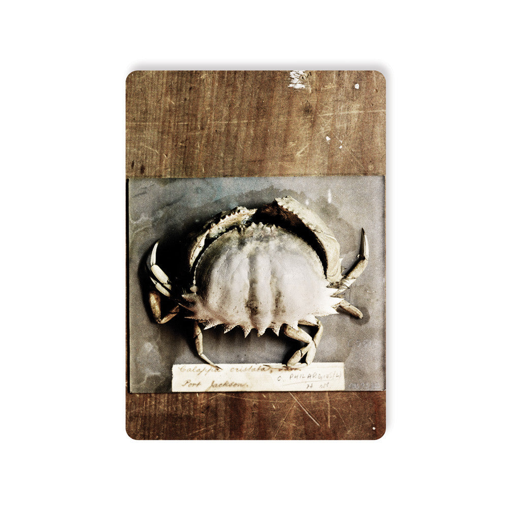 Postcard Bowerbird Crab