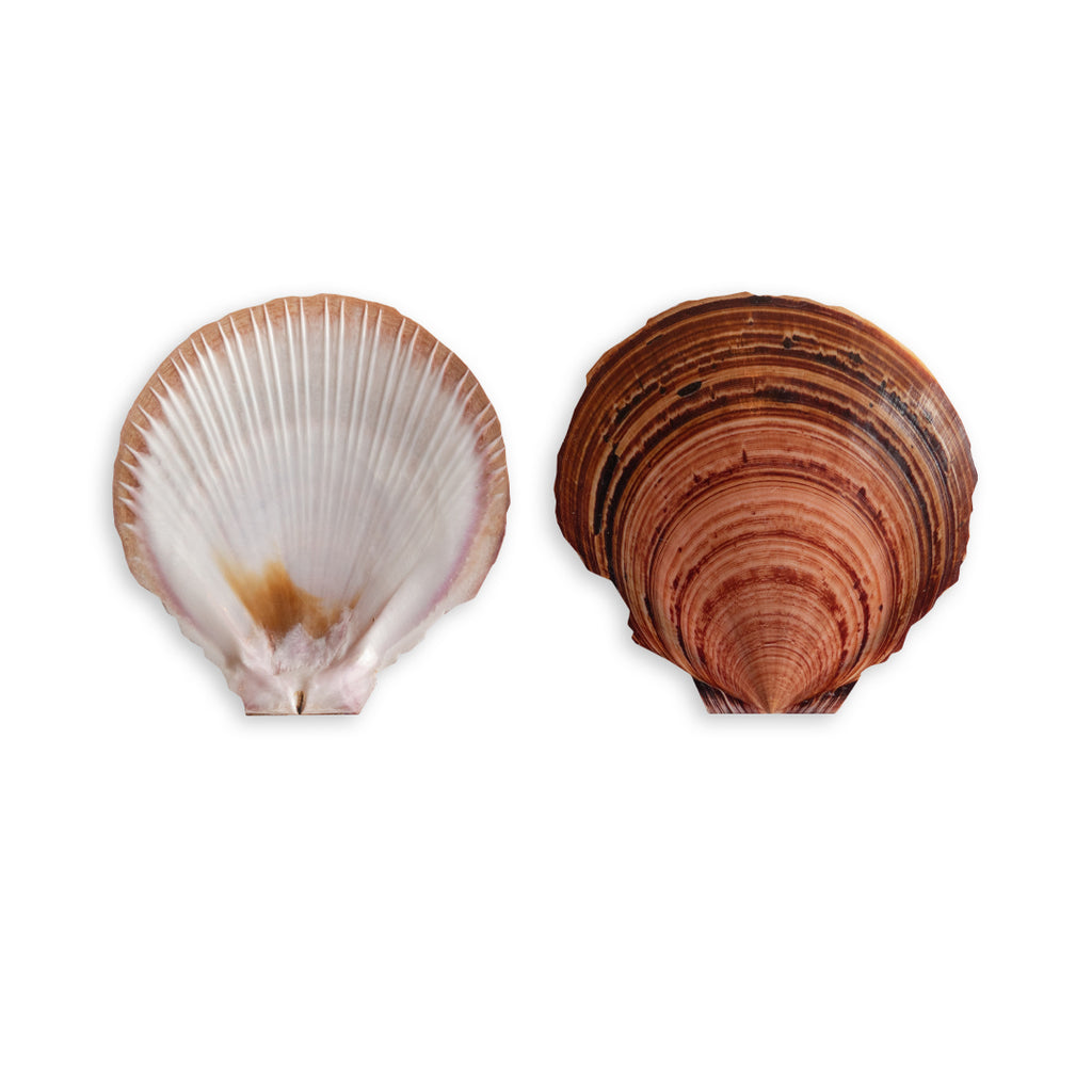 Scallop Shell 15 Pack